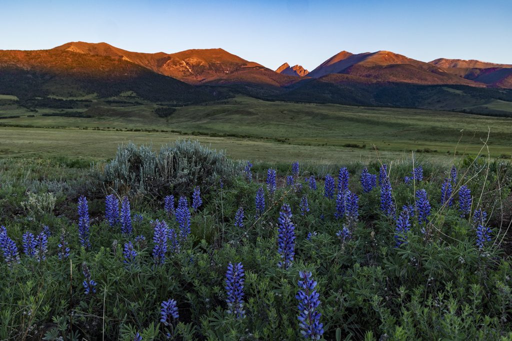 Westcliffe Colorado at sunrise with flowers in the foreground